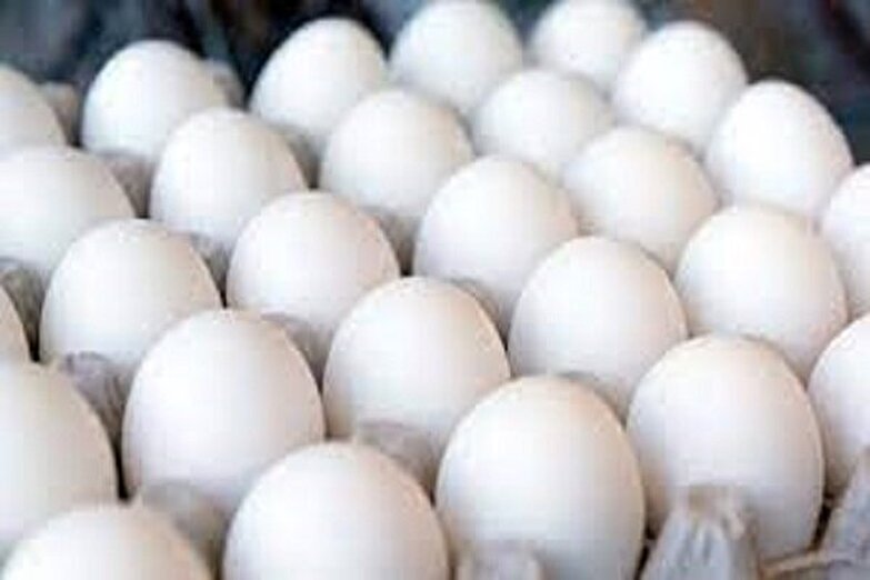 افزایش صادرات تخم مرغ نسبت به سال قبل