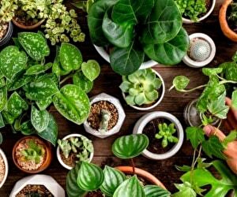 گیاهانی که استرس رو کم میکنن