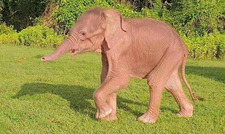 کمیاب‌ترین بچه فیل دنیا با رنگی استثنایی کشف شد