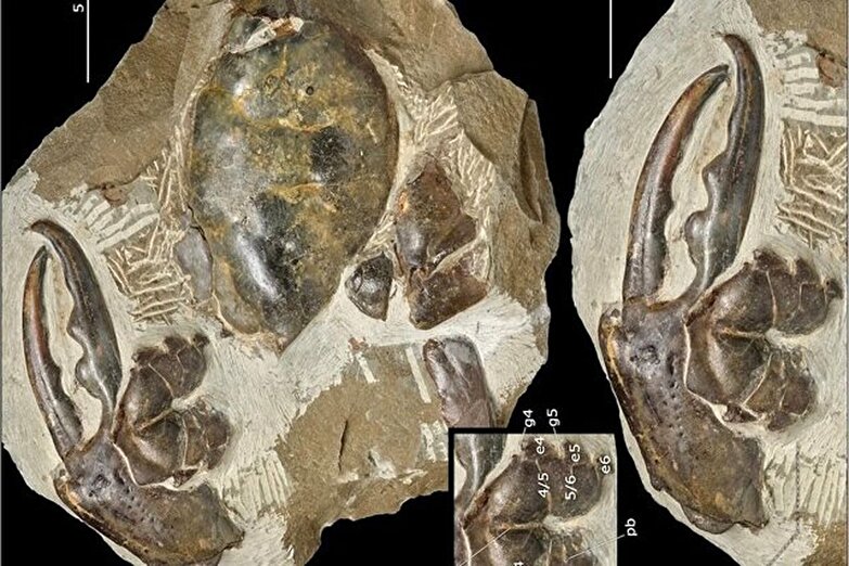 کشف بزرگترین چنگال خرچنگ با قدمت ۸ میلیون سال عملی شد