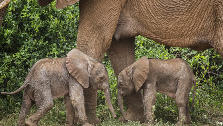 فیل‌های آسیایی مرده‌‌هاشان را دفن و با صدای بلند عزادار میشوند