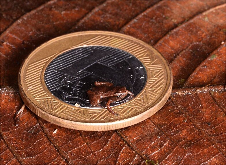 رکوردشکنی عجیب کوچک‌ترین قورباغه جهان چگونه رقم خورد؟