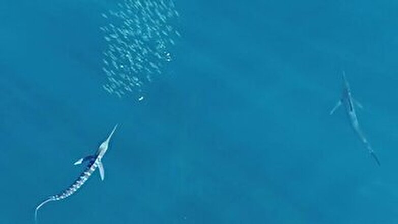 راز شگفت‌انگیز سریع‌ترین شکارچی دریا چیست؟