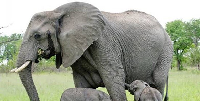 داستان زایمان نادر فیل آفریقایی را بدانیم