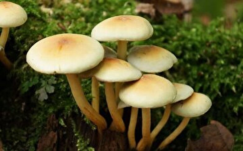 مسمومیت با قارچ‌های سمی چگونه می باشد؟