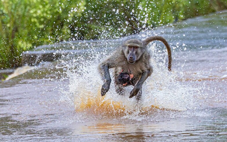 عبور جالب خانواده‌ میمون‌ها از رودخانه