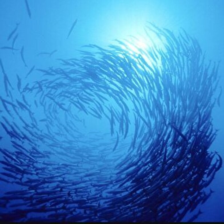 نحوه چرخش  ماهی‌ها در سواحل آمریکا چگونه است؟