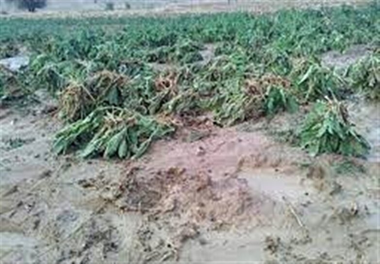 خسارت سیل به ۱۱ هزار هکتار از مزارع دهلران