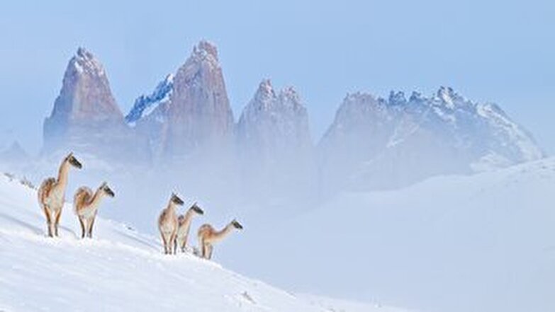 تصاویری از لاماها در برف را ببینیم