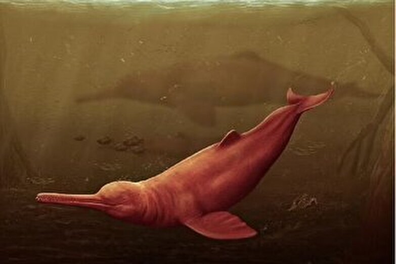 دلفینی غول‌پیکر در آمازون یافت شد